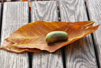 Asimina triloba 'Taytwo' - muďoul trojlaločný - listy a plod